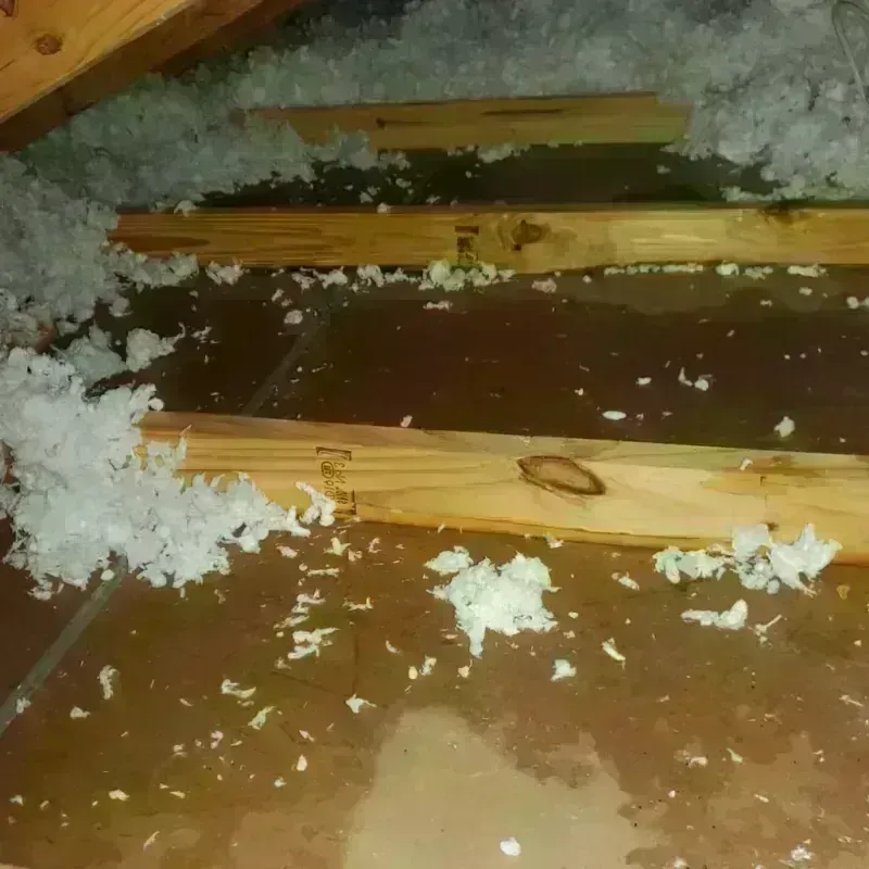 Attic Water Damage in Jacksonville, IL