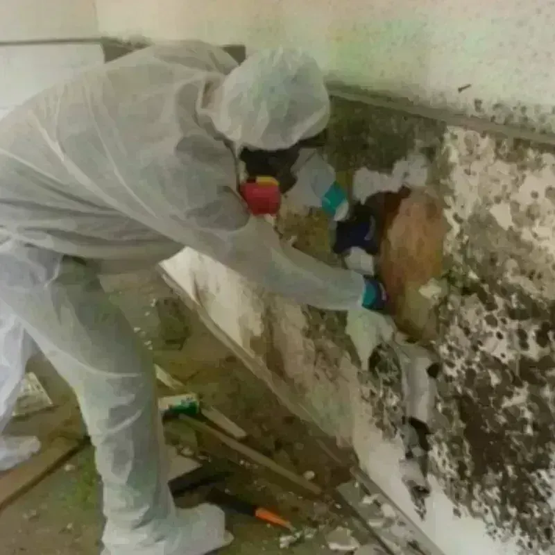 Mold Remediation and Removal in Jacksonville, IL